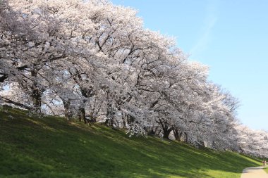 Çiçek açmış güzel kiraz çiçekleri. Japonya
