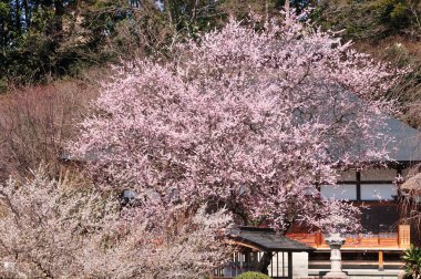 Japonya 'da güzel kiraz çiçekleri