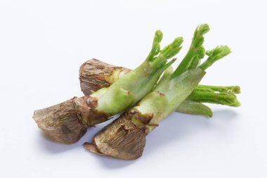 Fuki no T (Butterbur Filizleri) Beyaz bir arkaplanda saklanır ve izole edilir