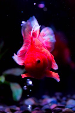 Akvaryumdaki güzel balığın yakın plan görüntüsü.      