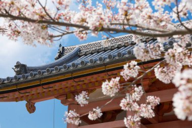 Kyoto, Japonya 'daki Ninna ji Tapınağı' nda sakura çiçeği ağacı ve bateri evi. 