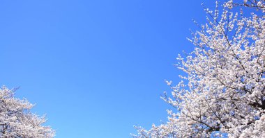 Güzel beyaz kiraz ağaçları mavi gökyüzü arka planında çiçek açar.