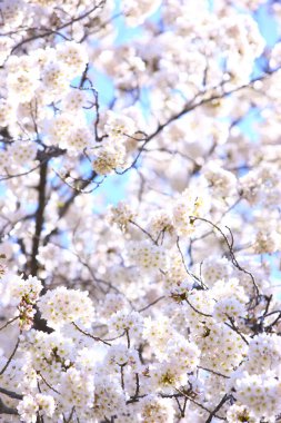 Güzel beyaz kiraz ağaçları mavi gökyüzü arka planında çiçek açar.