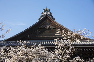 Japon tapınağında güzel kiraz çiçekleri.