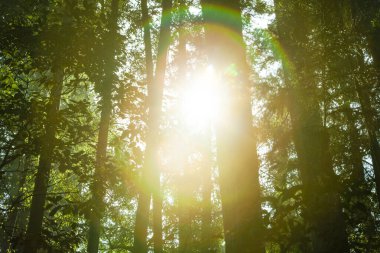 ormandaki ağaçlar arasında parlayan güneş ışığı 