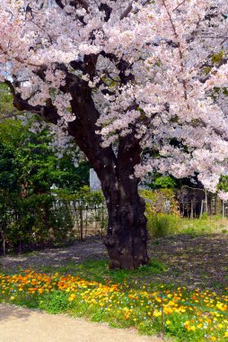 Bahar bahçesinde çiçek açan kiraz çiçekleri.          
