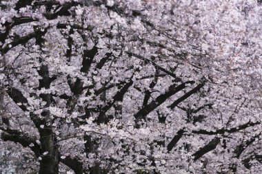 Güzel ilkbahar beyaz kiraz çiçekleri 