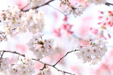 Bahçede güzel bahar çiçekleri 