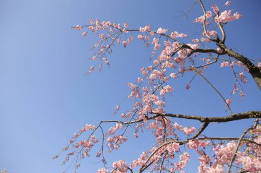 İlkbaharda doğa arka planında kiraz çiçeği açar.