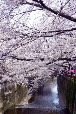 Parkta güzel bahar çiçekleri, kiraz çiçekleri 