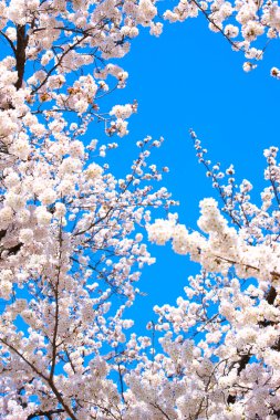 Japonya 'da kiraz çiçeği