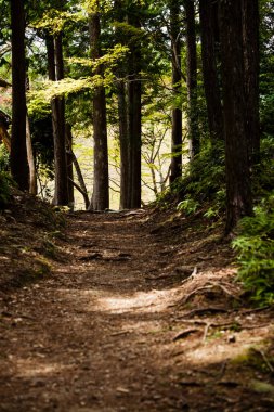 Bir yaz gününde karanlık orman   