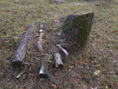 Orman Tepeleri Sonbahar Yaprakları ile kaplı