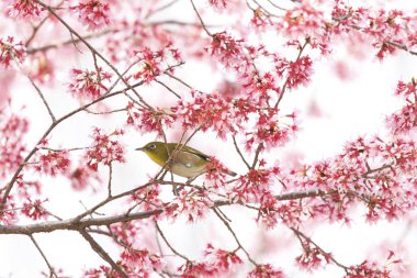 Bahçede çiçek açan ağaç dalları üzerindeki güzel kuşun yakın çekim görüntüsü