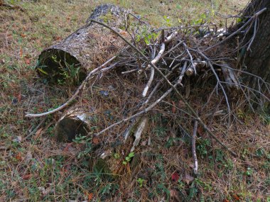 Orman Tepeleri Sonbahar Yaprakları ile kaplı