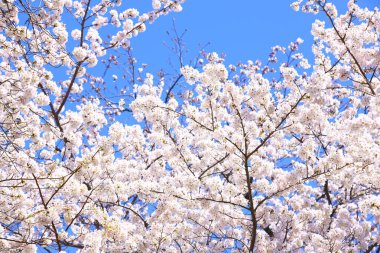 Japonya 'da kiraz çiçeği