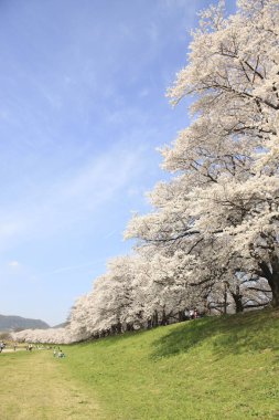 Çiçek açmış güzel kiraz çiçekleri. Japonya