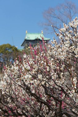 Bahçedeki güzel bahar çiçekleri. Japonya 'da kiraz çiçekleri        