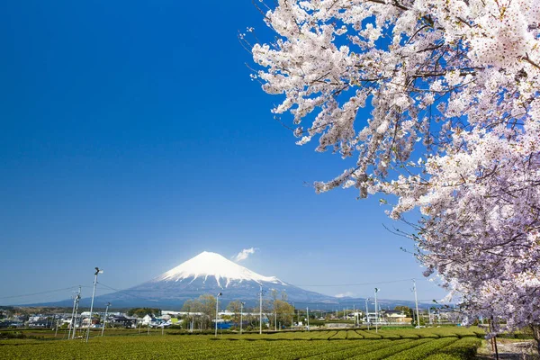 Mount Fuji Het Voorjaar Met Kersenbloesem Boom Yamanashi Prefecture Japan — Stockfoto