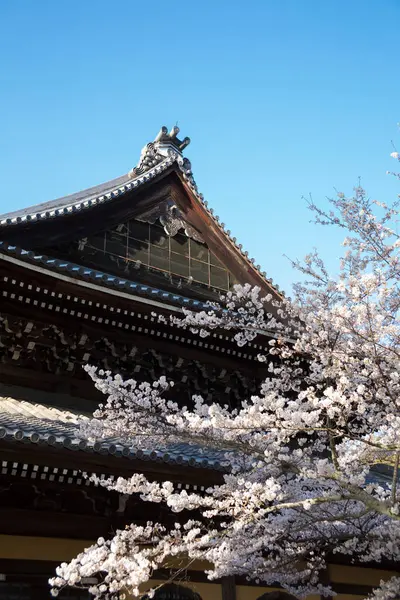 Stock image Beautiful cherry blossoms in a Japanese shrine.