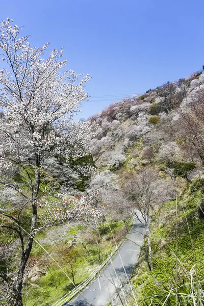 Lkbaharda Kiraz Ağaçlarının Çiçeklerin Güzel Manzarası — Stok fotoğraf