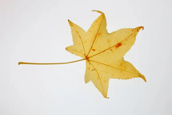 白地に孤立したカエデの葉 — ストック写真