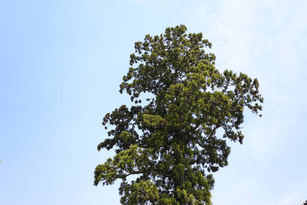 зеленая сосна на голубом фоне неба