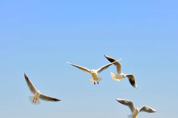 Seagulls Birds Flying Sky Nature Background — Stock Photo, Image