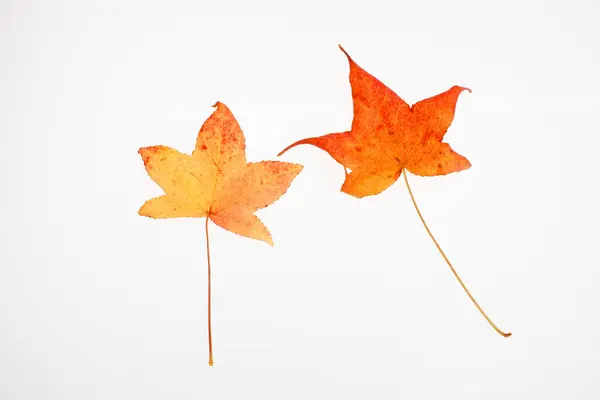two maple leaves on white background