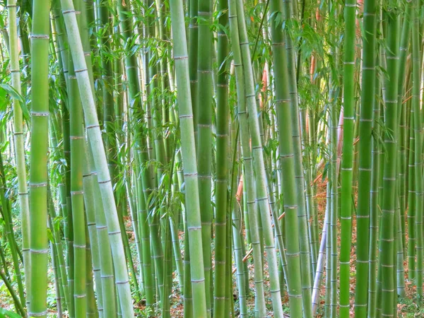 以自然为背景的白天竹林 — 图库照片