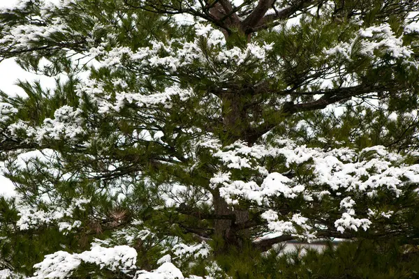 Bliska Widok Piękne Pokryte Śniegiem Gałęzie Drzew Zimie — Zdjęcie stockowe