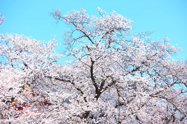 Flores Cereja Japão — Fotografia de Stock