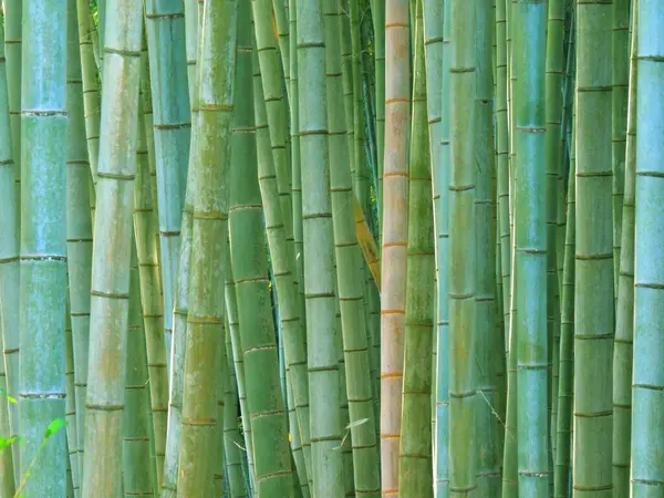 以自然为背景的白天竹林 — 图库照片