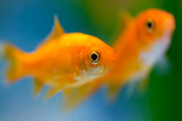 Close Beautiful Fish Aquarium — Stock Photo, Image