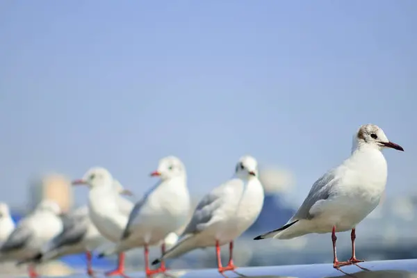 Seagulls Birds Flying Sky Nature Background — Stock Photo, Image