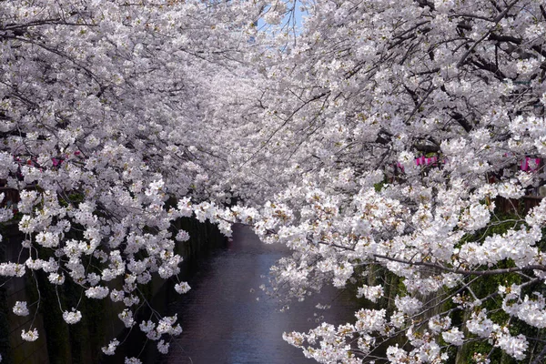 Belas Flores Primavera Parque Flor Cereja — Fotografia de Stock