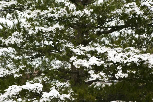 Bliska Widok Piękne Pokryte Śniegiem Gałęzie Drzew Zimie — Zdjęcie stockowe