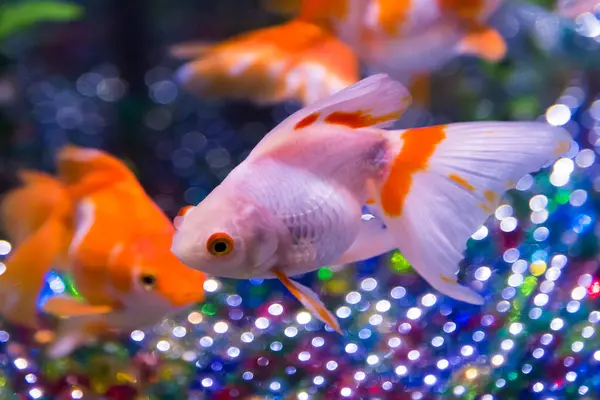 Close Beautiful Fish Aquarium — Stock Photo, Image