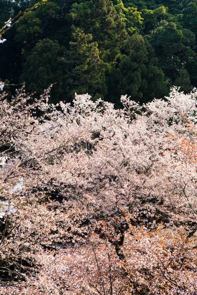 Живописный Снимок Цветущих Сакур Зеленых Горах Японии — стоковое фото