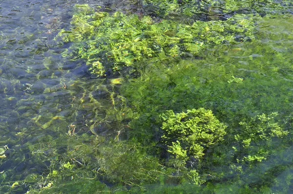 Schöne Aussicht Auf Die Naturlandschaft Mit Grünen Algen Wasser Stockfoto