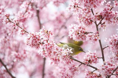 Bahçede çiçek açan ağaç dalları üzerindeki güzel kuşun yakın çekim görüntüsü