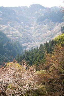 bir arka plan üzerinde güzel pembe çiçekler