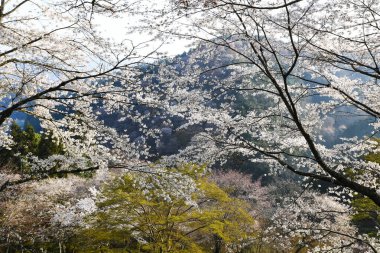 Japonya 'daki yeşil dağlarda çiçek açan sakura ağaçlarının manzaralı görüntüsü.