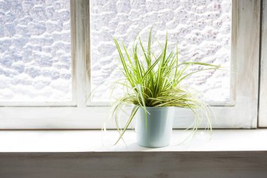 Pencere kenarındaki saksıda yeşil bitki, kapat.