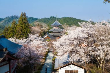 Japonya 'da kiraz çiçekleri, Tokyo