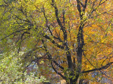 Orman Tepeleri Sonbahar Yaprakları ile kaplı