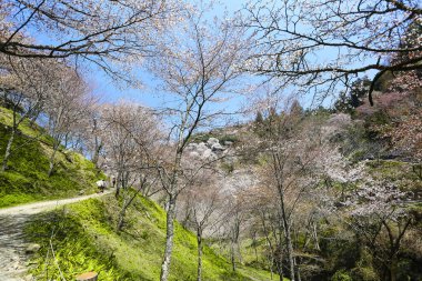 İlkbaharda kiraz ağaçlarının ve çiçeklerin güzel manzarası        
