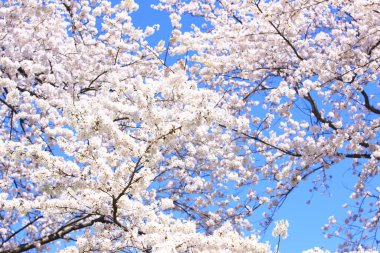 Japonya 'da kiraz çiçeği