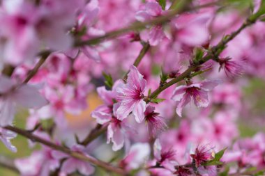 Bahçedeki pembe çiçekler