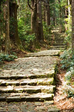 Dev selvi ormanı içinde ünlü Daimonzaka iz, Nachi Falls önde gelen, Japonya
